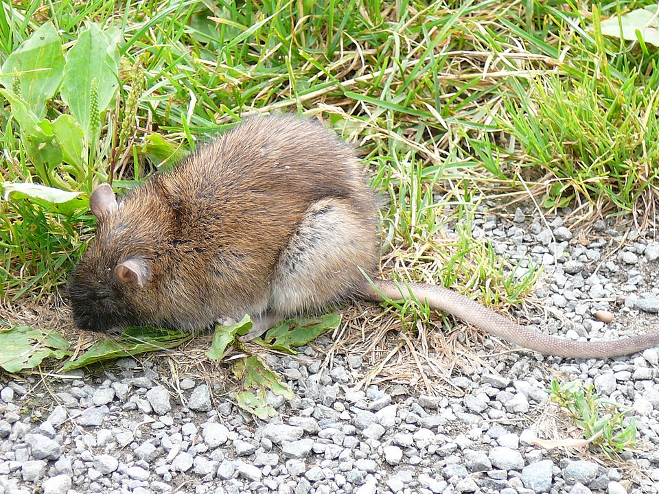 Rat brun (surmulot) — Rattus norvegicus