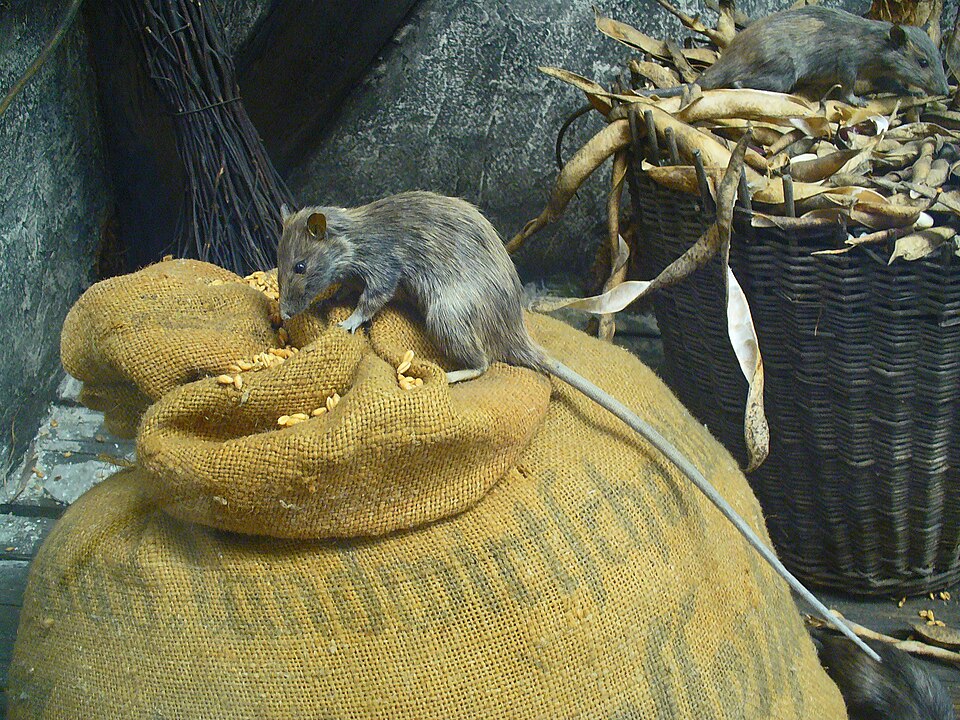 Rat noir — Rattus rattus